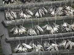 day 8 breakfast at nordkap 0057